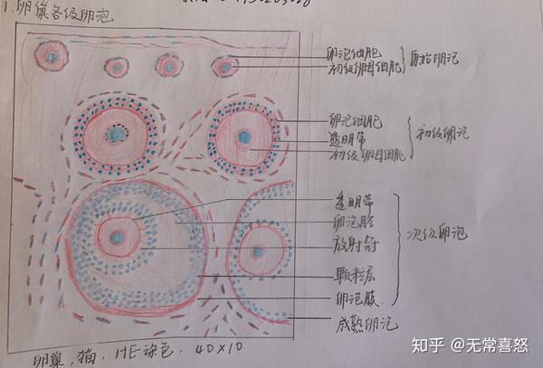 组胚绘图卵巢图片