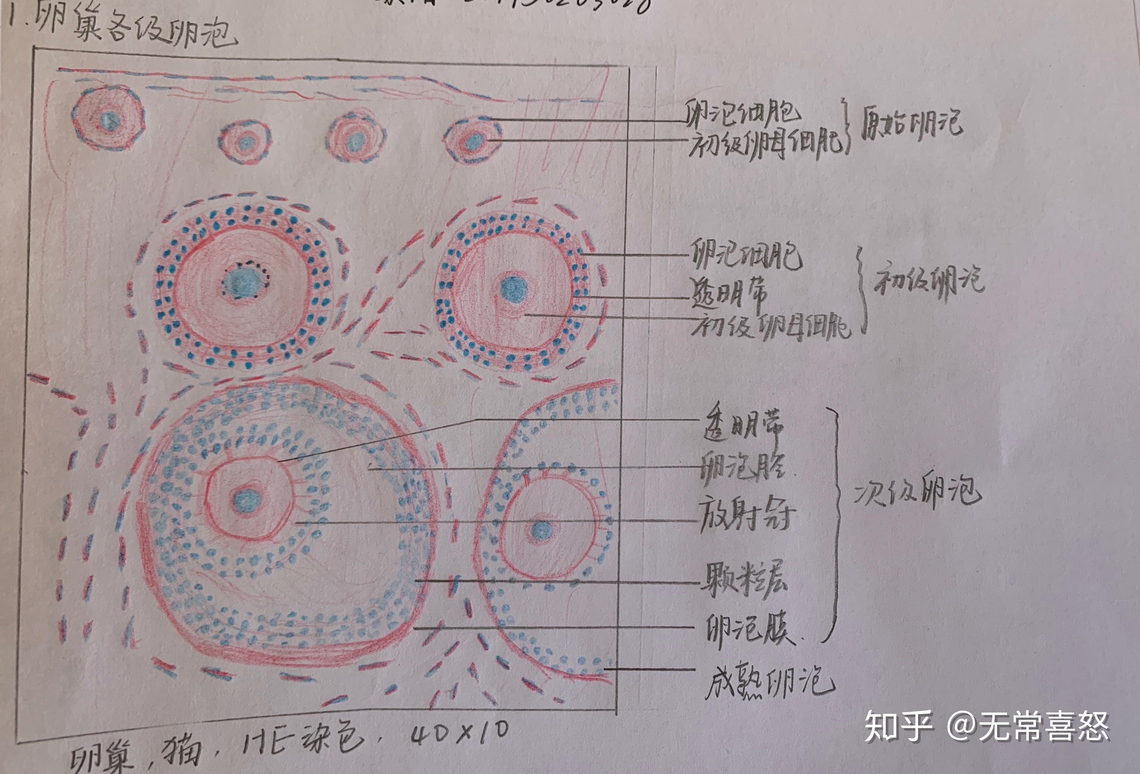 揭示卵泡减少的本质：女性生育健康的钥匙 (卵泡减少怎么调理)