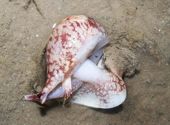 浪海拾贝大琵琶螺