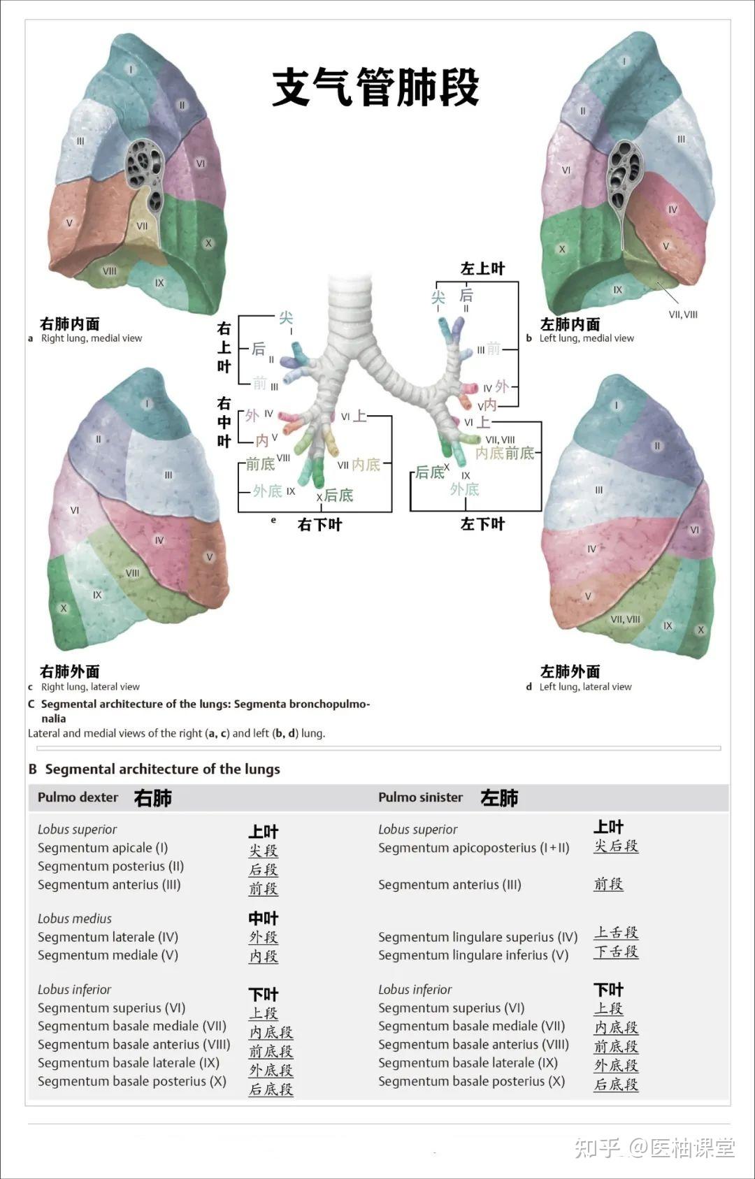 右肺叶间裂示意图图片