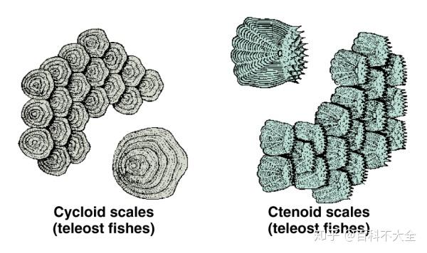 动物篇36硬骨鱼