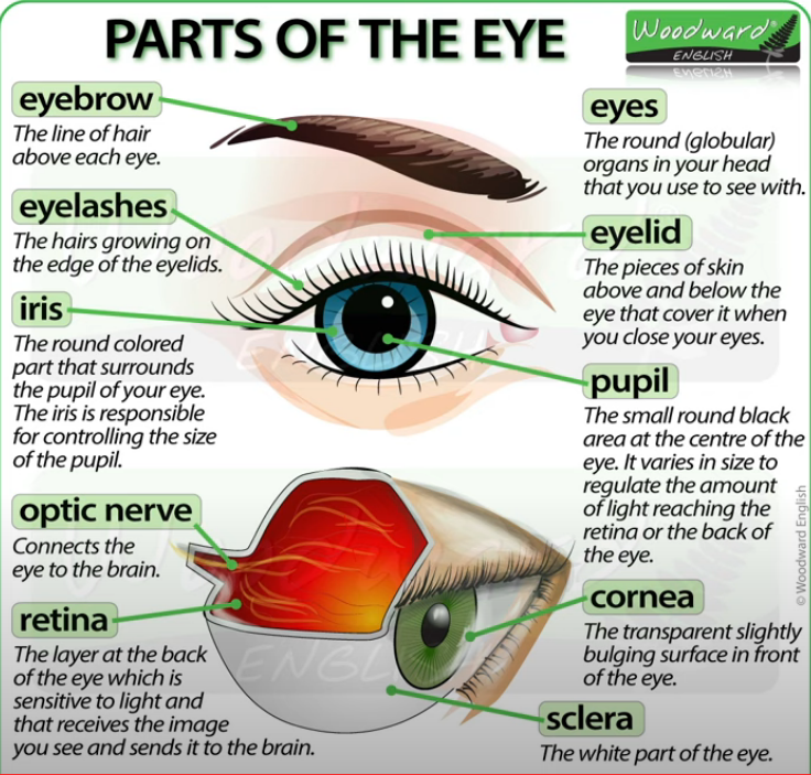 眼部结构英文图片
