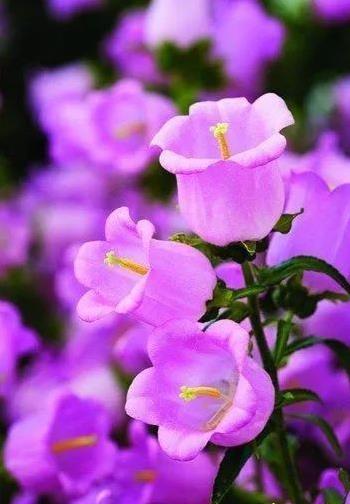 紫色风铃花花语和寓意图片