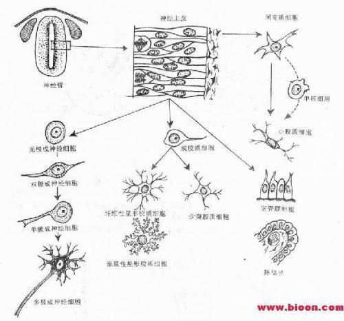 神經系統起源於胚盤中軸外胚層的神經外胚層區域.