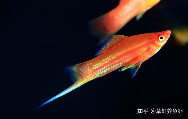 红剑鱼该怎么养？从这10个方面入手，哪怕你是新手也能养好 - 知乎