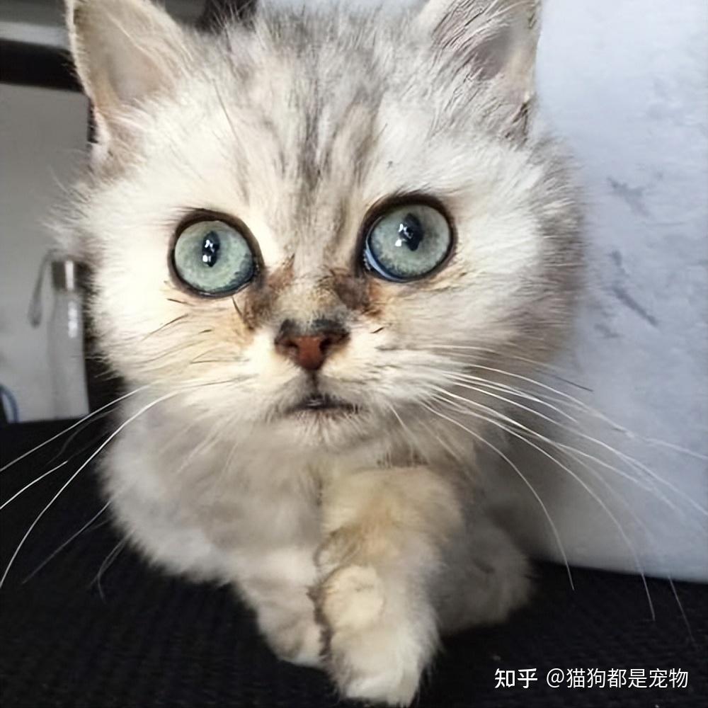 金吉拉容易有“泪痕”？可能是这些原因搞的鬼！ - 知乎