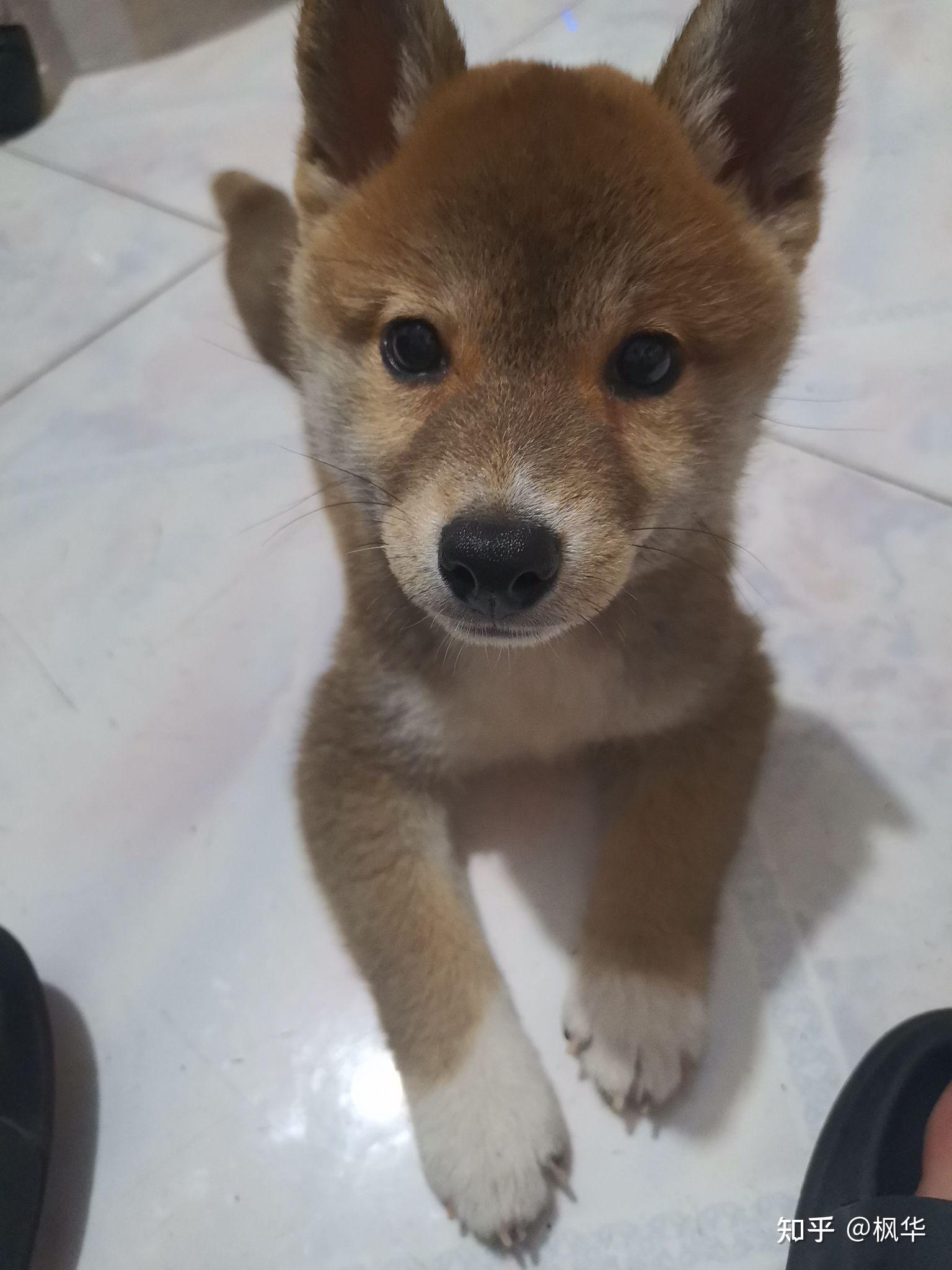 柴犬品相怎么样纯不纯