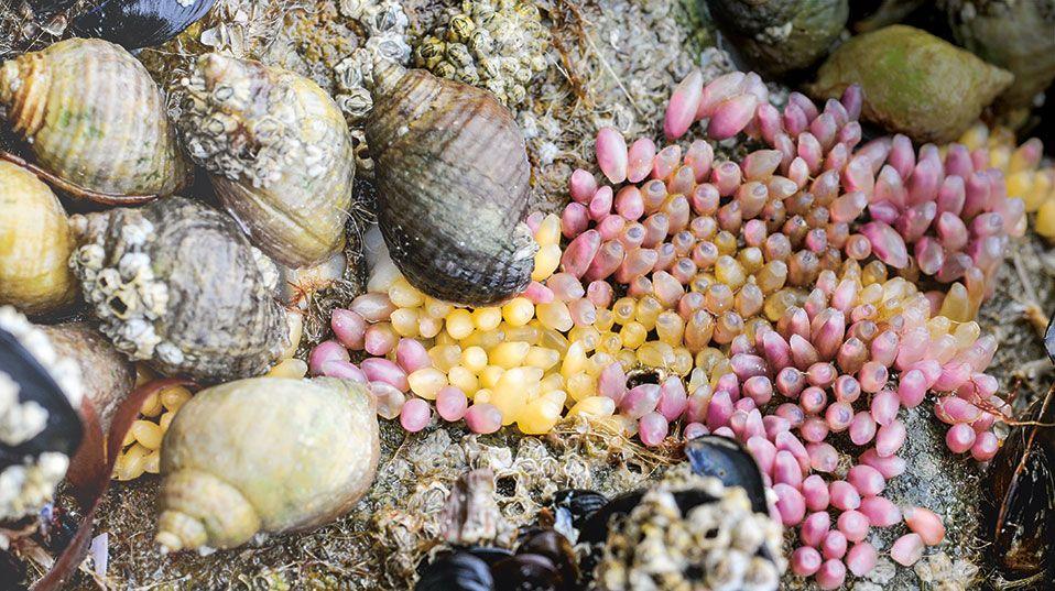 海螺是怎么样产卵的