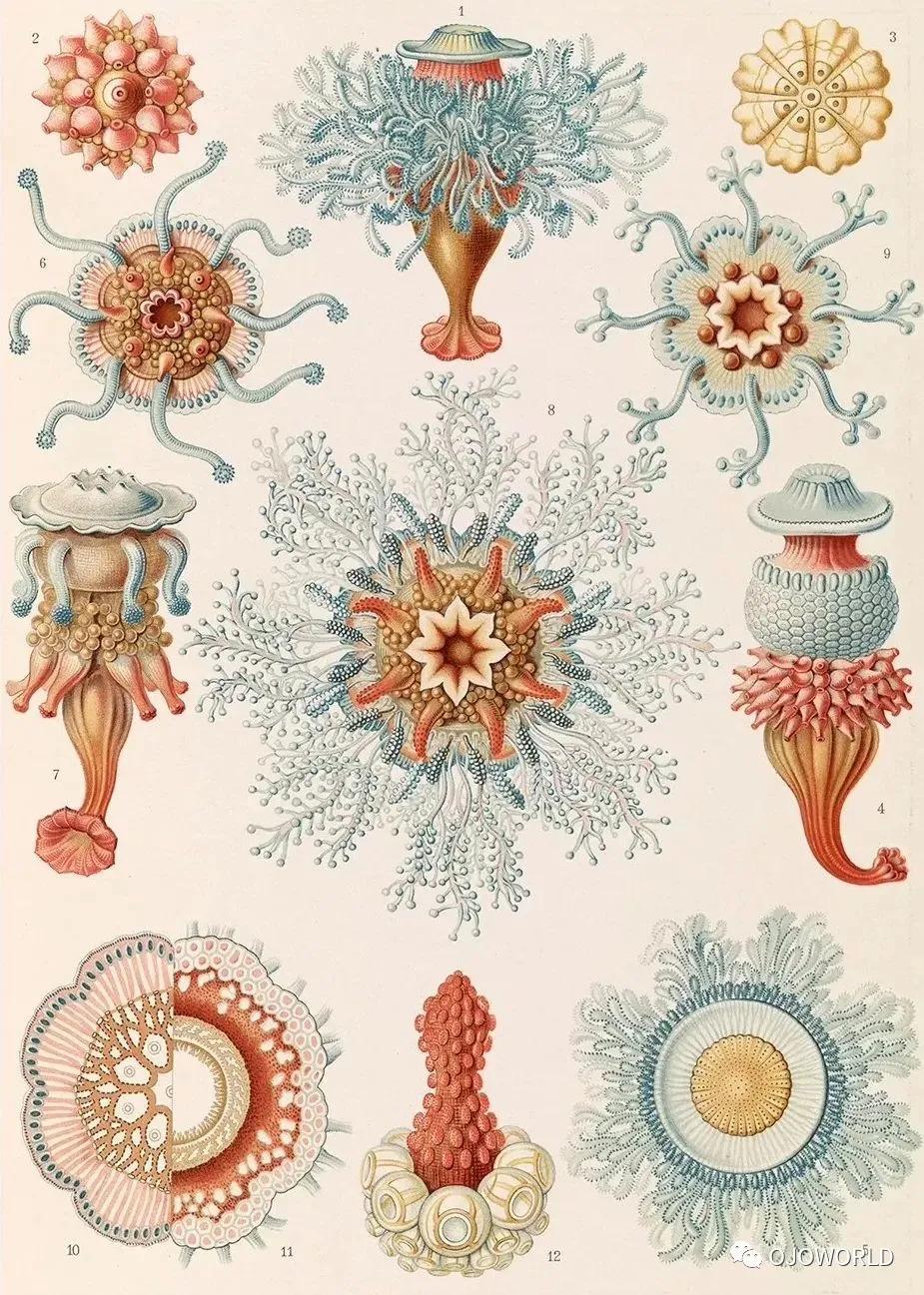 恩斯特·海克尔ernst haeckel(1834年–1919年) 是一位德国出生的生物