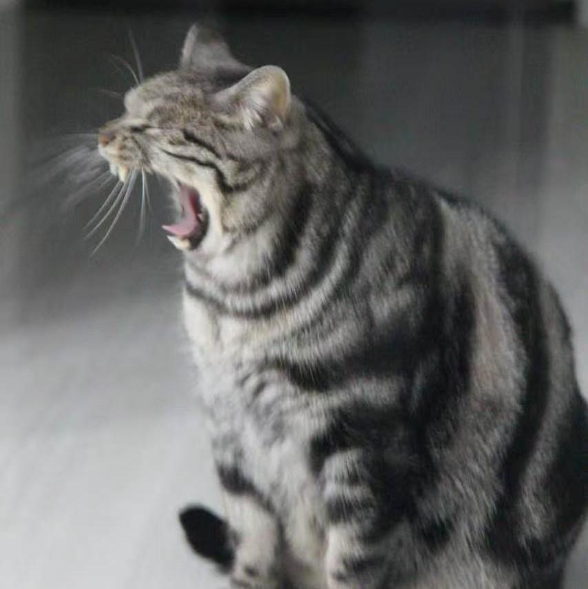 怪猫史莱克
