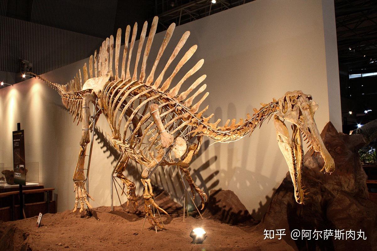 感受地球霸主卷土重来！国内超稀有恐龙化石在青岛首展
