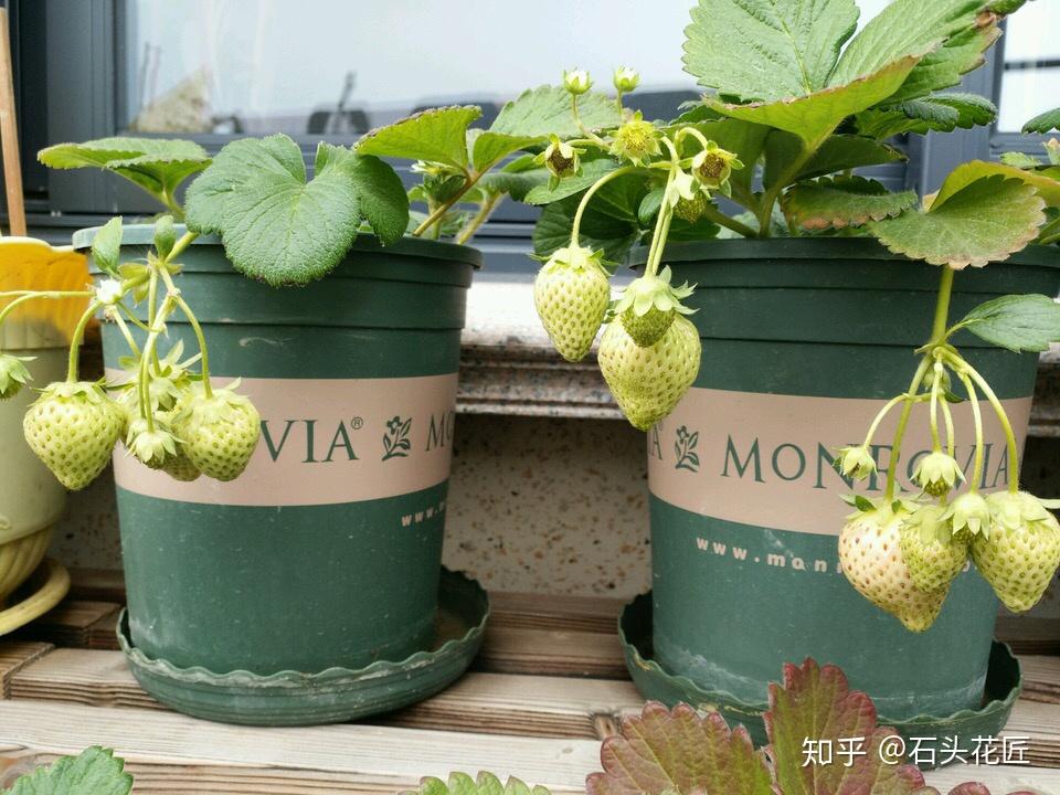 草莓是什么时候开叶 v2-032079f4268ca3fd8e25e77075e9b7e6_r.jpg