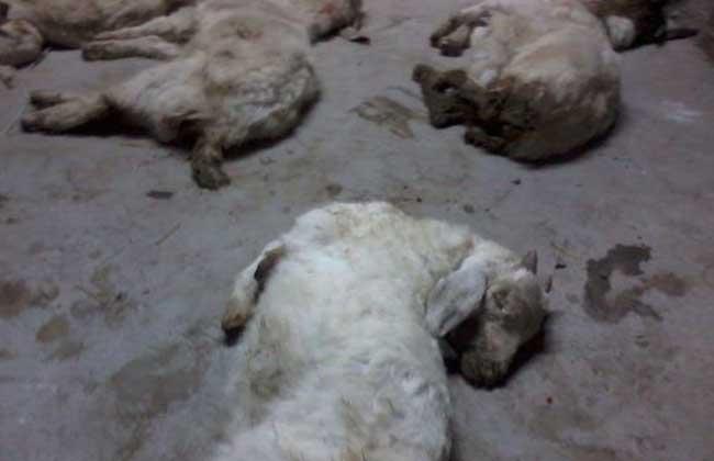 羊小反刍兽疫怎么治?