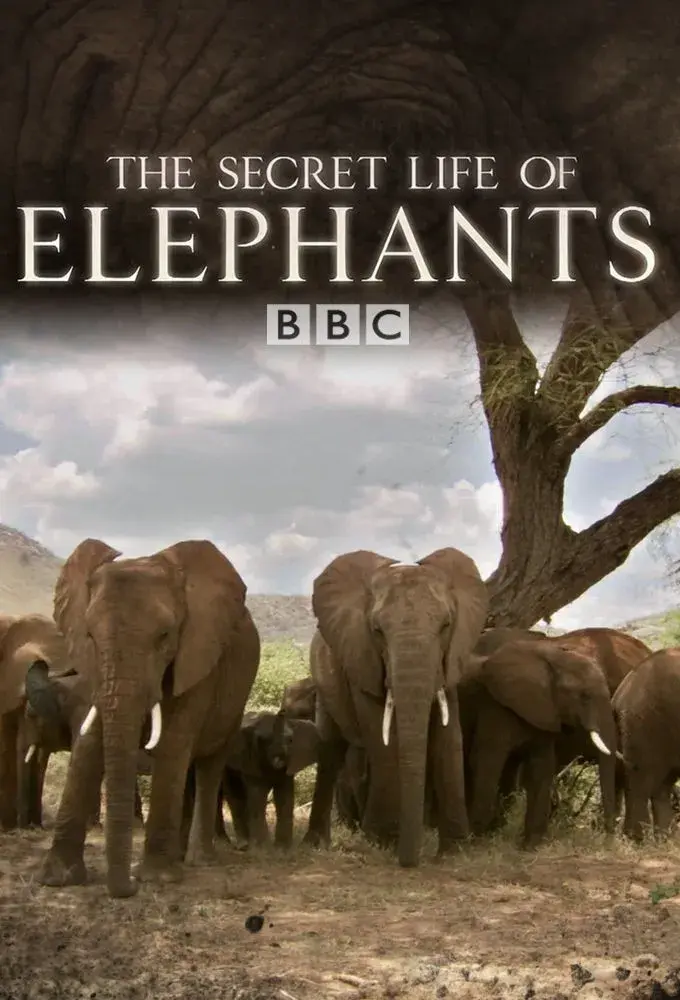 the secret life of elephants is a bbc nature documentary series