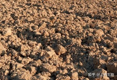 土壤恶化严重肥料利用率低上桥海藻微生物菌肥帮你改士壤倍增产