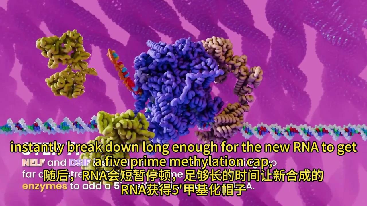 彻底解密DNA转录与mRNA剪接：动画揭秘生物学奥秘 - 知乎