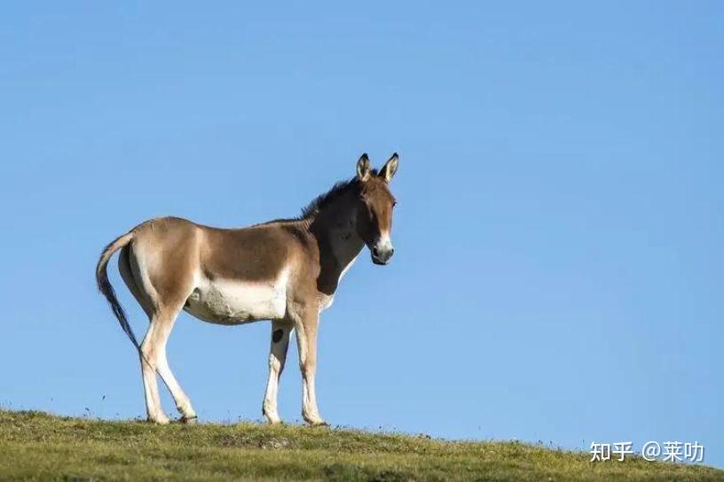 藏野驴〔国家一 级保护动物