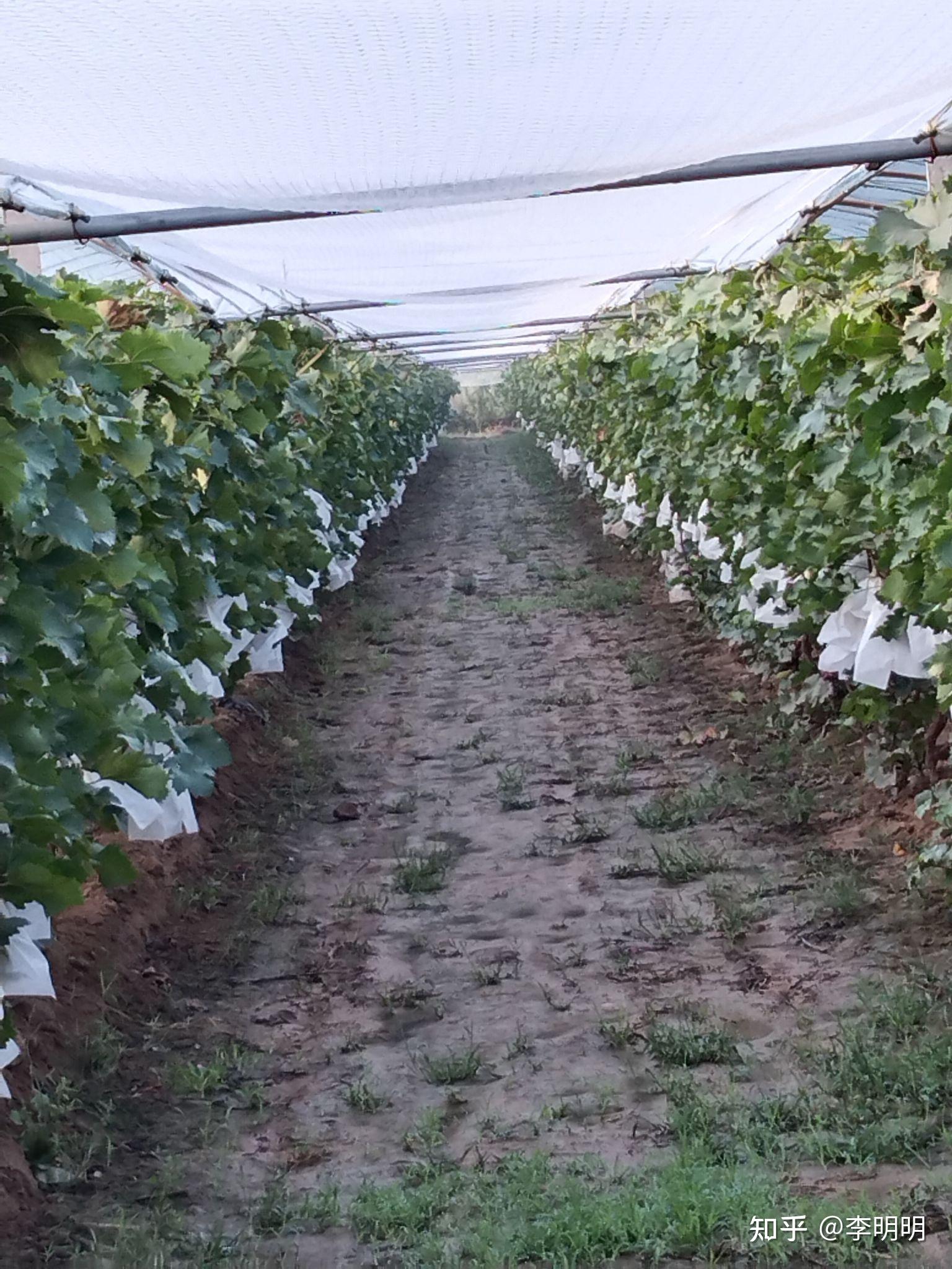 种植提子 - 知乎