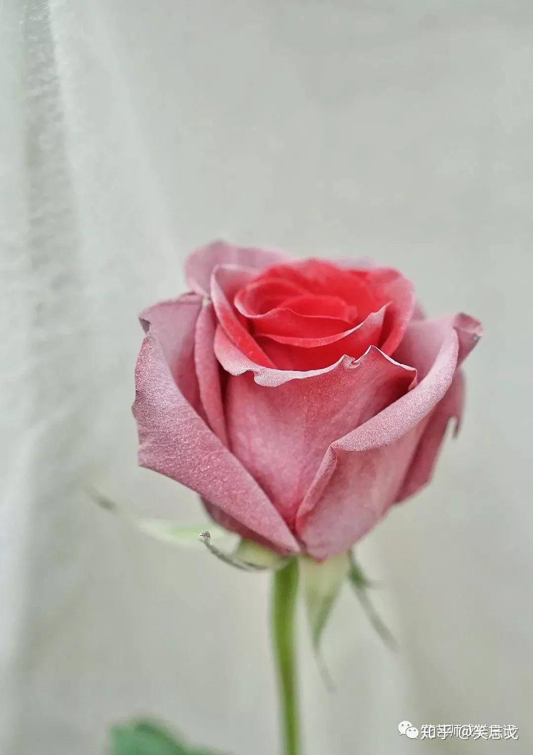 双色玫瑰花图片素材-编号16611781-图行天下
