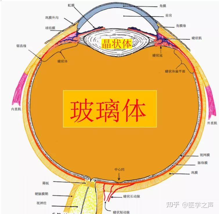胡大夫的眼科门诊被鞭炮崩到眼睛后出现了三个瞳孔