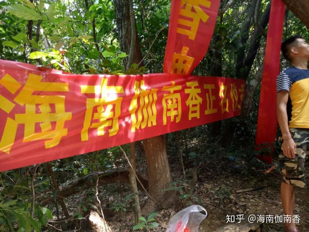 銘「黄鶴」 伽羅 聞香 香木 沈香 香道 奇南 伽南 沉香