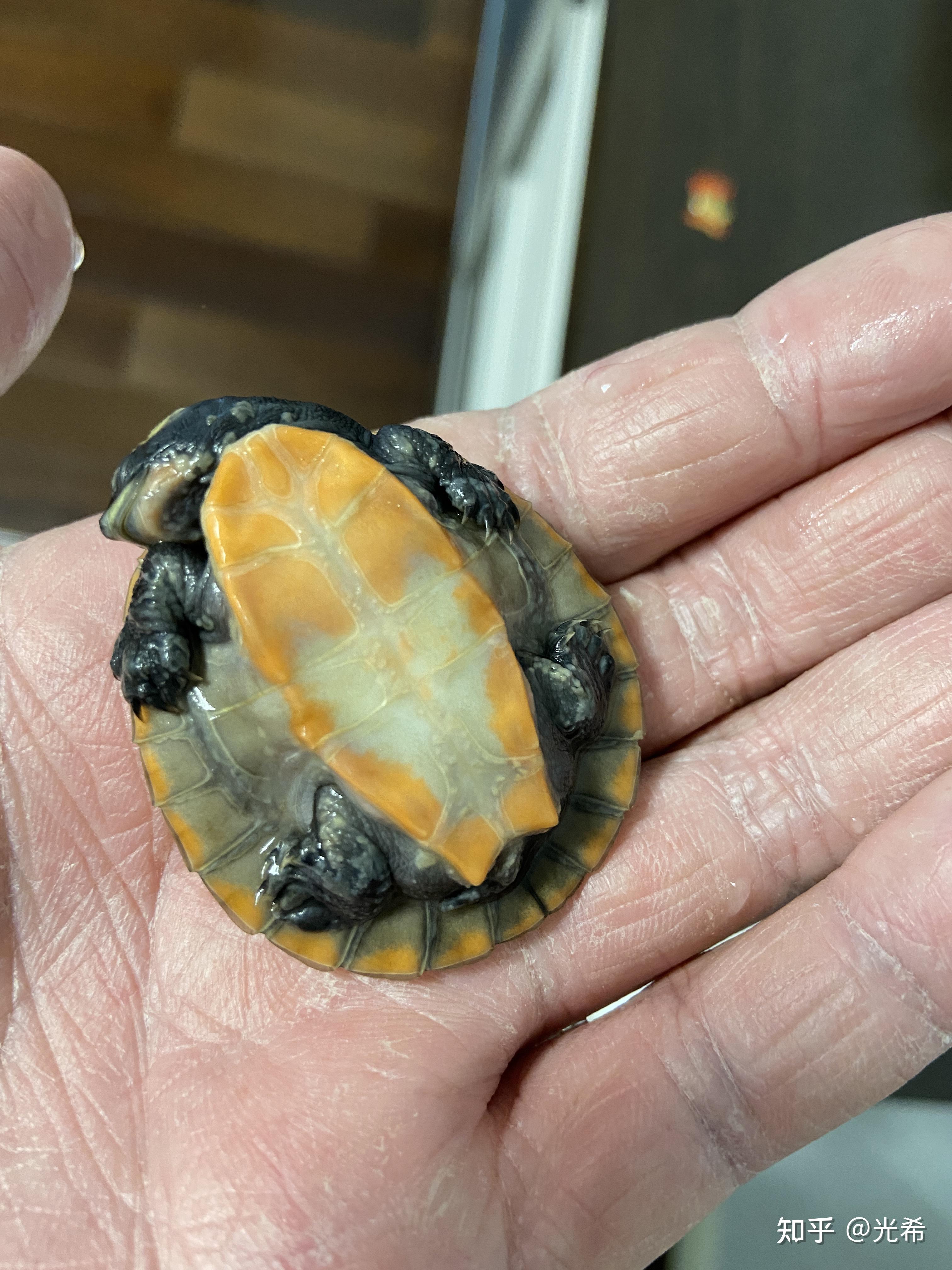 圆澳,这是腐皮吗?