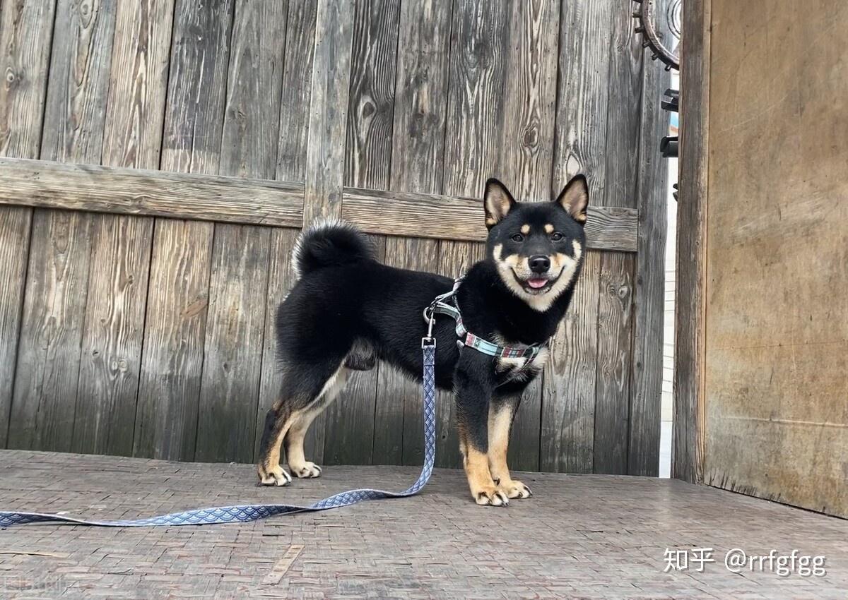 越多人喜歡柴犬,中華田園犬越尷尬,為何田園犬會輸? - 知乎