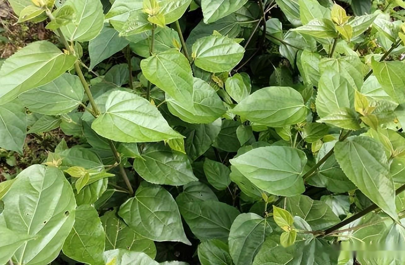 这种神奇的树木，树叶竟然可以当豆腐吃，小伙种植以后发家致富了 - 知乎