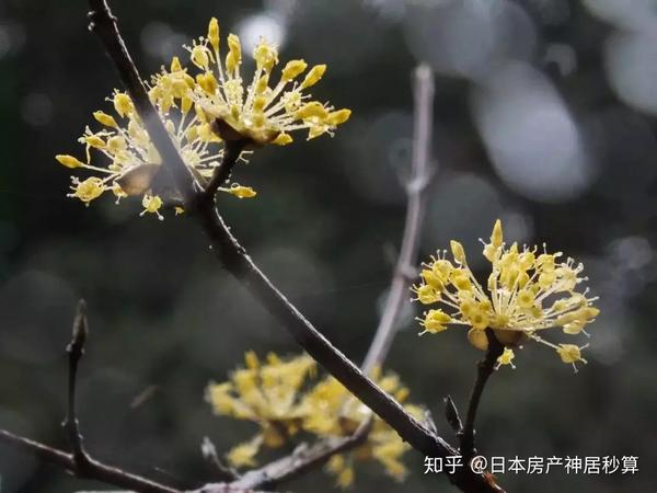 日本没有哪一座城市 比得上京都的 花心 知乎 日本没有哪一座城市 比得上京都的 花心 知乎