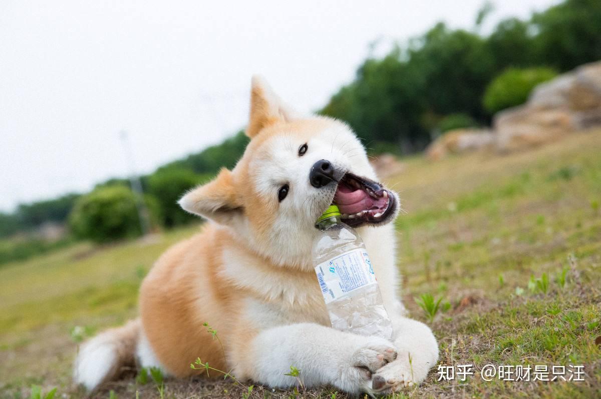秋田犬挑食不吃狗粮