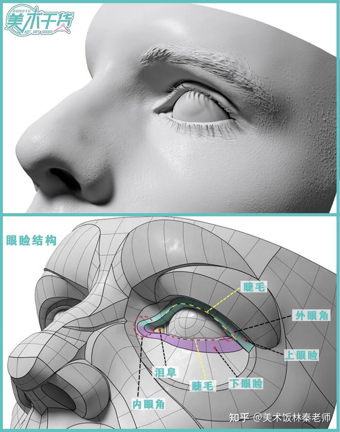 眉弓结构解剖图片