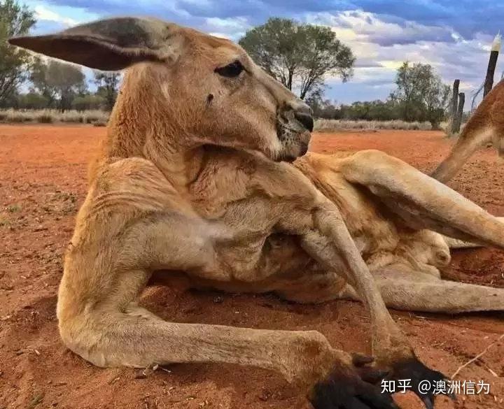 今日份的想念网红肌肉袋鼠去世了