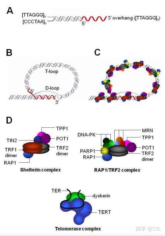 【文献翻译】端粒维持中的端粒蛋白复合体及其与端粒酶的相互作用 - 知乎