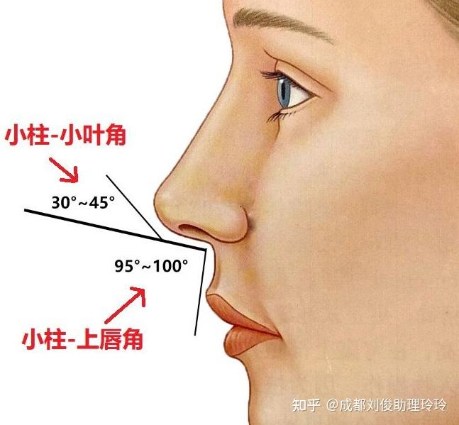 鼻子下悬图片图片