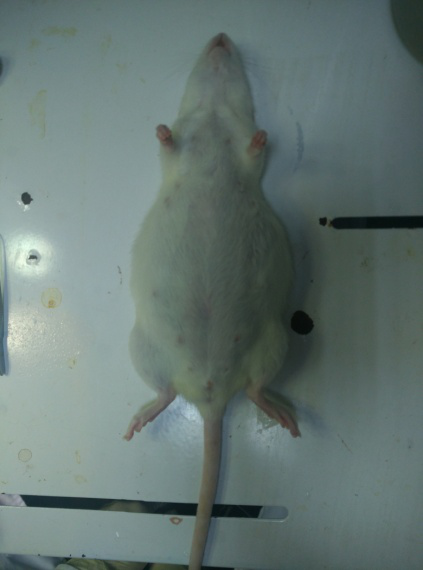 (1)取怀孕18天sd大鼠,腹腔注射巴比妥钠麻醉,喷适量75%酒精消毒,移入