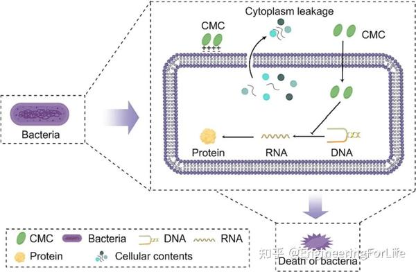 羧甲基壳聚糖基材料在生物医用领域中有什么用？《Carbohydr. Polym.》综述给你答案 - 知乎