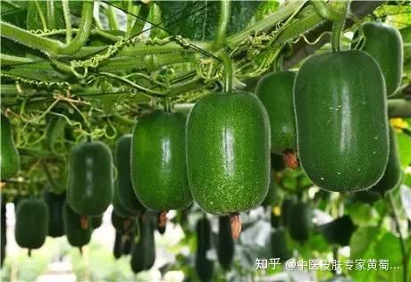 这四种瓜，建议夏天食用 - 知乎