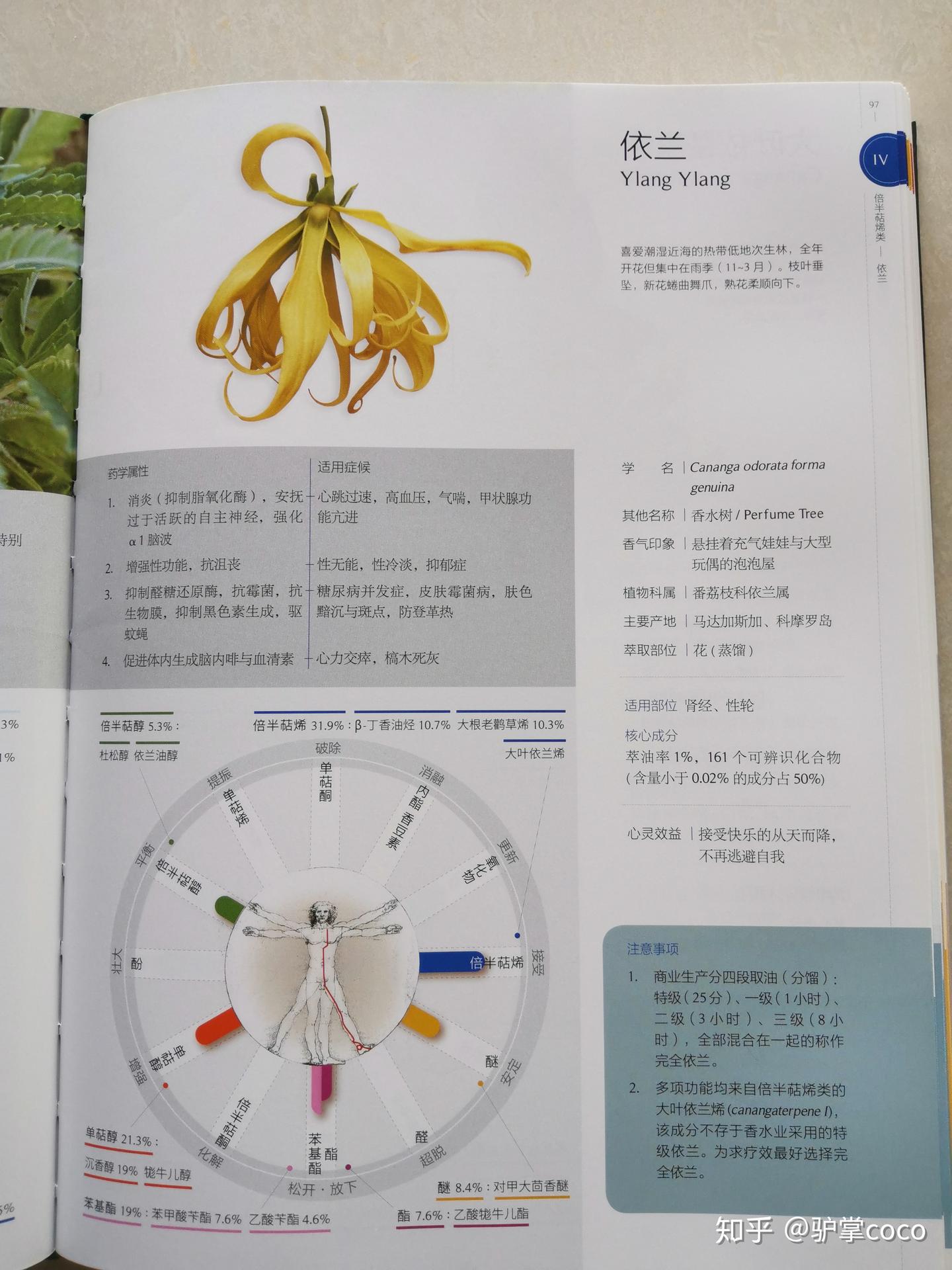 依兰精油：依兰依兰Ylang Ylang - 知乎