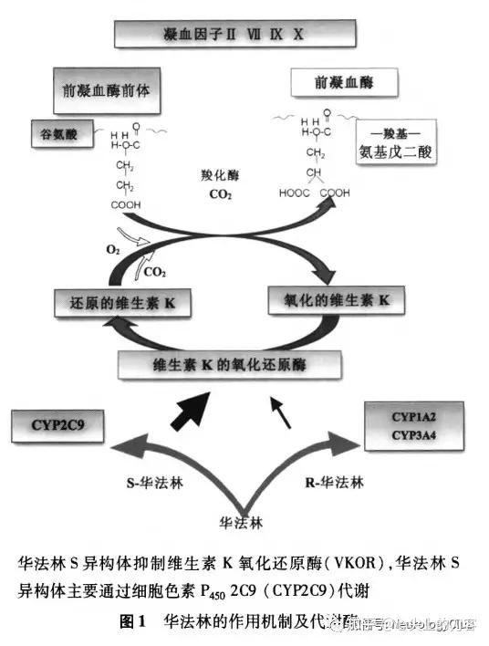 双香豆素结构图片