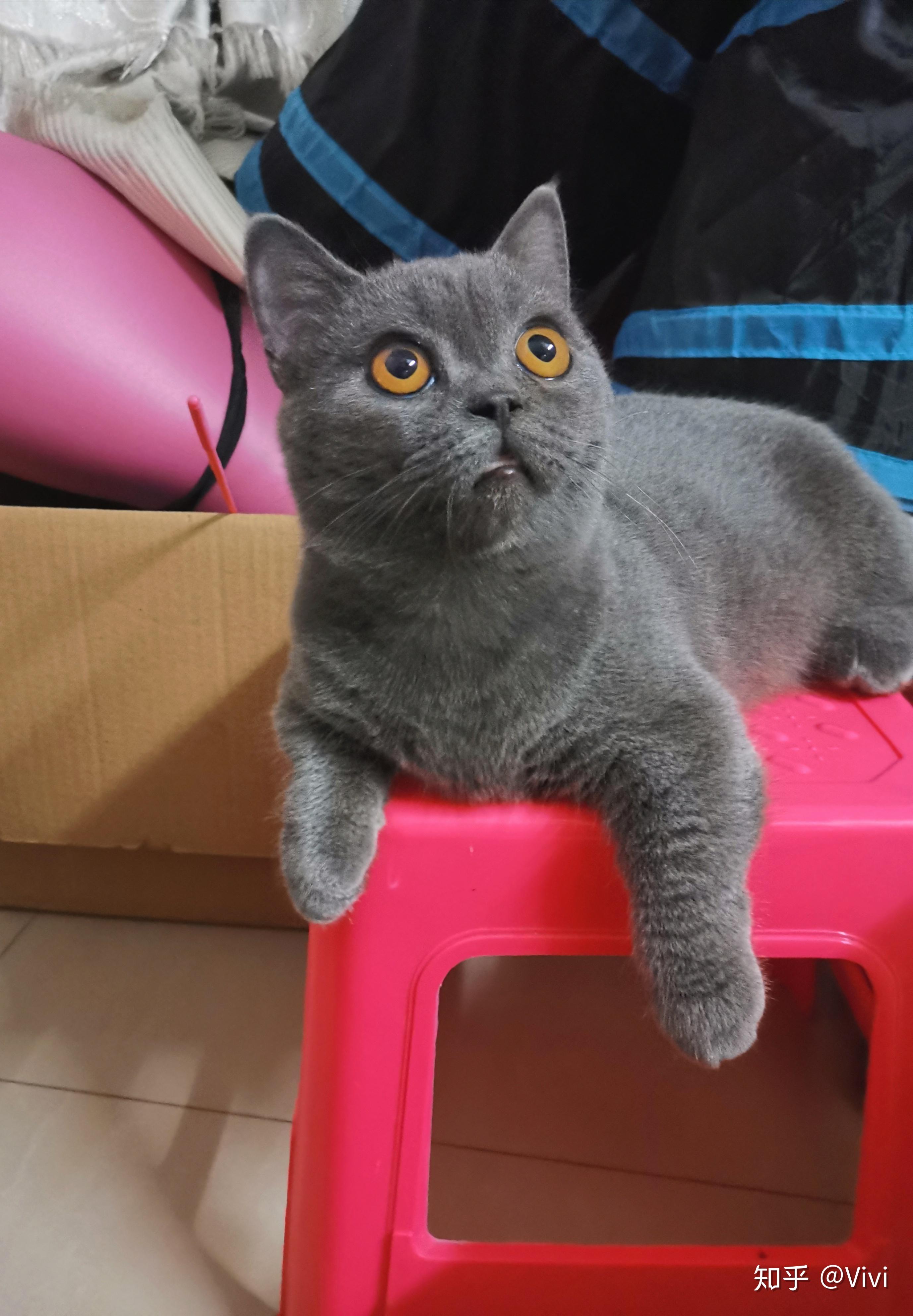 请问我家蓝猫四个月脸那么尖正常吗身上好多竖起来的碎毛是尴尬期吗公