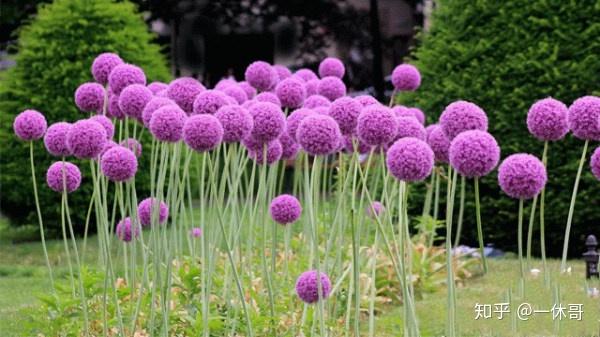 这是大花葱 你以为是葱花吗 葱花是什么花 Duboot网