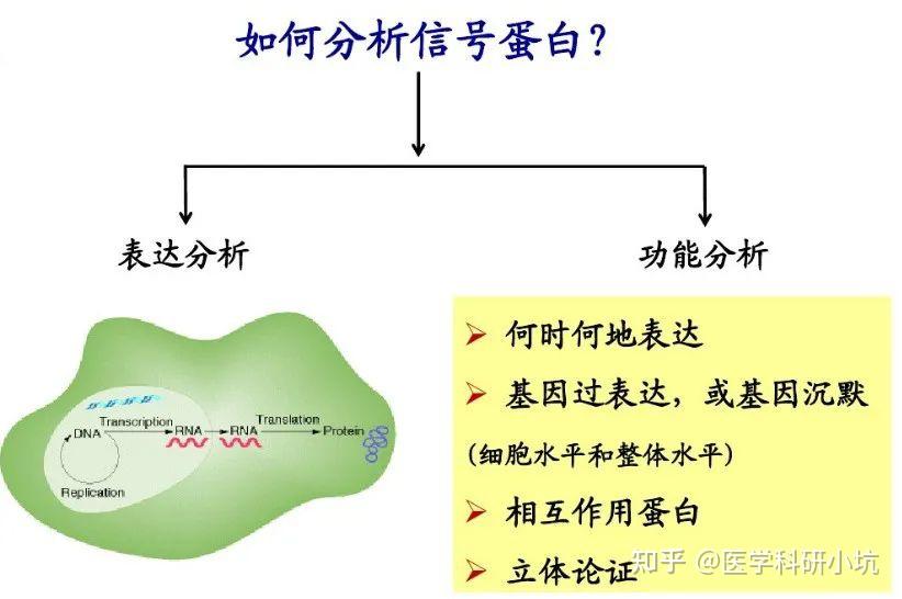 信号通路专题：信号通路扫盲贴，看别人如何利信号通路发Nature 知乎