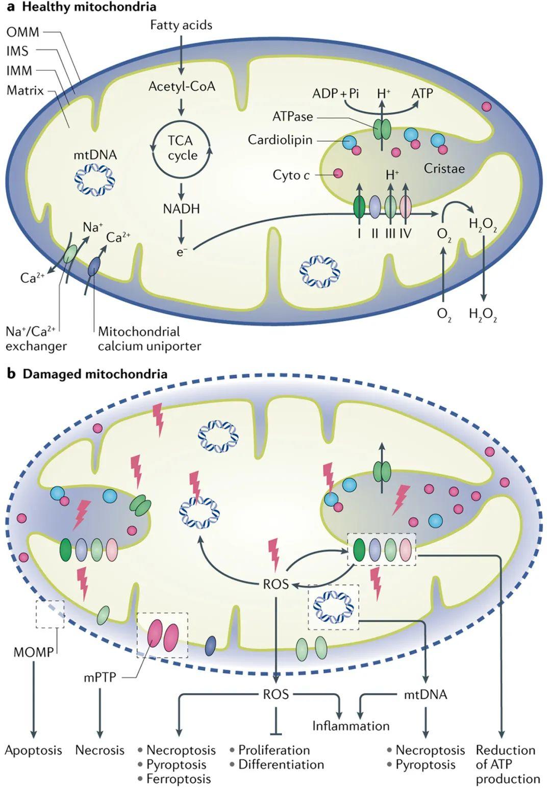 急性肾损伤中的ros与线粒体自噬机制间的最新研究进展