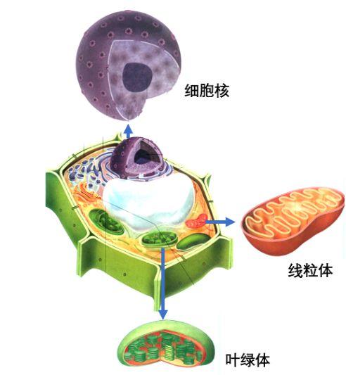 细胞核线粒体和叶绿体作为装载dna的容器它们是如何出现的