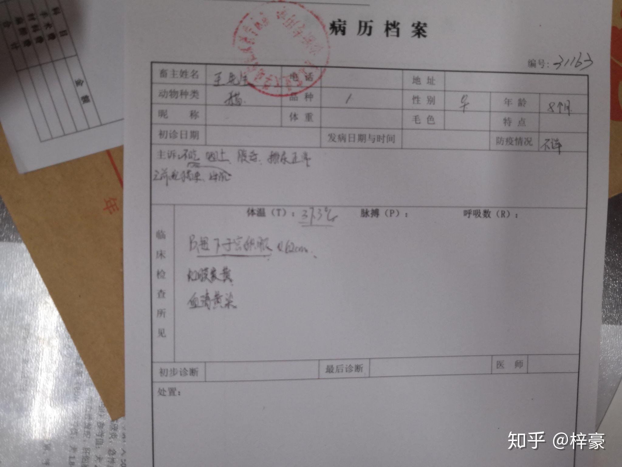 分享一下我家提莫治疗猫瘟过程