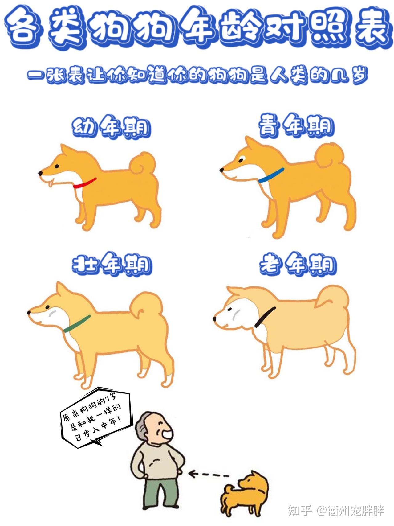 宠物|让你一目了然的各类狗狗年龄对照表