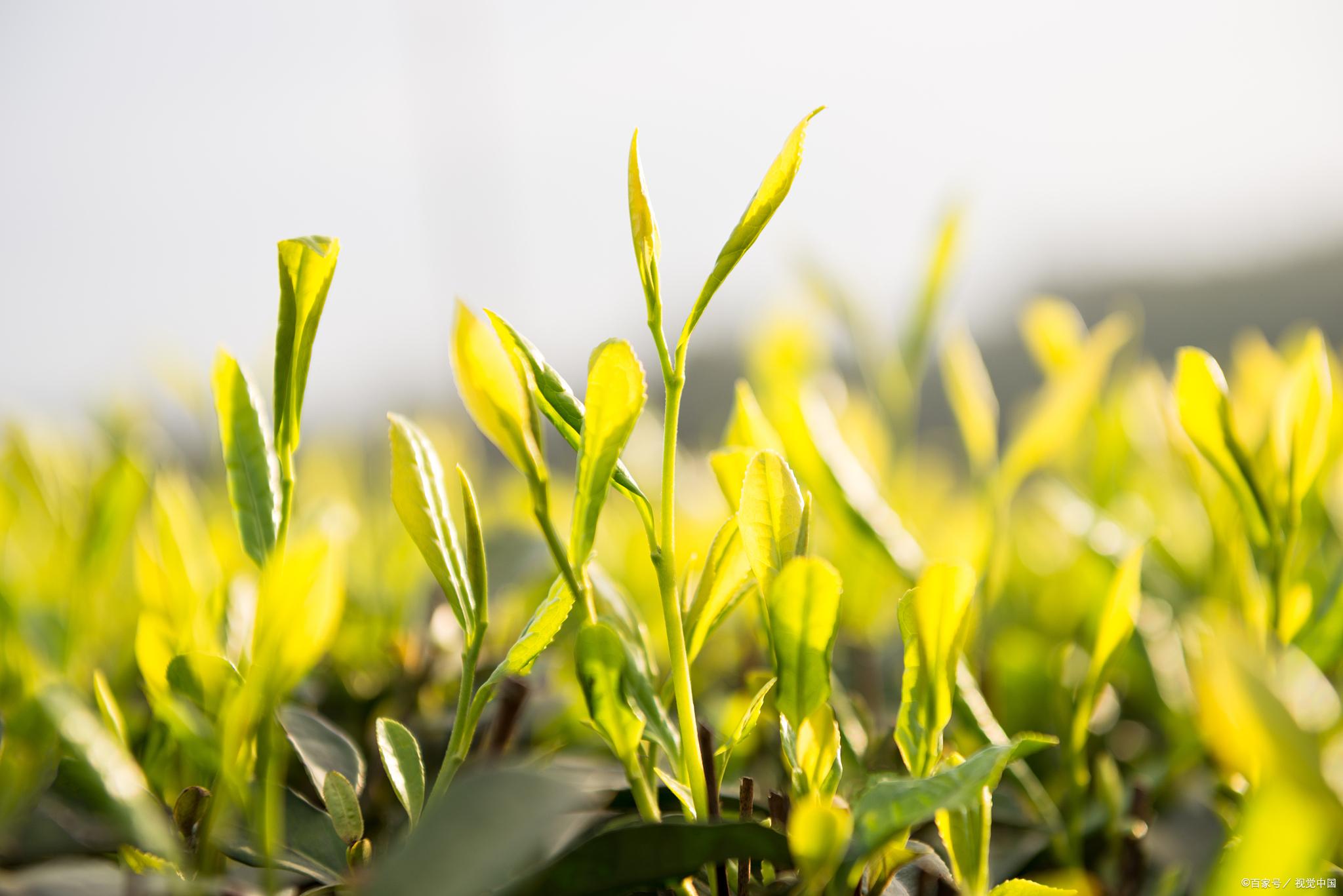 一片茶叶的生命之旅在一望无际的茶园里,大自然孕育着一片片嫩叶破土