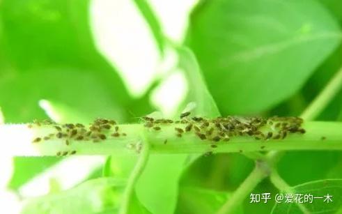 养花7种“病害”，对植物危害大，园艺师教你，如何科学处理- 知乎