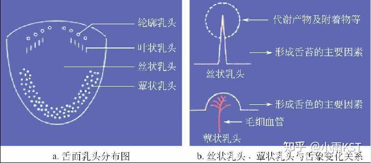 菌状乳头位置图片