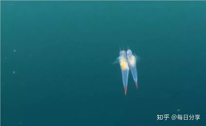 魔鬼的天使——“海天使” - 知乎